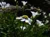 image of Achillea schurii