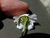 image of Achillea schurii