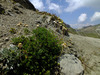 image of Achillea schurii