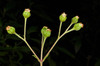 image of Adenostemma viscosum