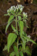 image of Ageratum conyzoides