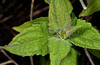 image of Ageratum conyzoides