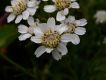 image of Achillea ptarmica