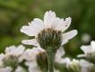 image of Achillea ptarmica