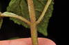 image of Adenostemma viscosum