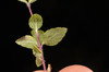 image of  plant4