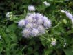 image of Ageratum conyzoides