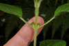 image of Ageratum conyzoides