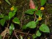 image of Acmella grandiflora