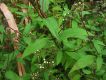 image of Ageratina riparia