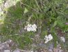 image of Achillea millefolium