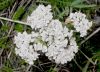 image of Achillea millefolium