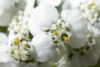 image of Achillea millefolium