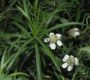 image of Achillea ptarmica