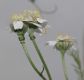 image of Achillea ptarmica