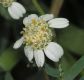 image of Achillea ptarmica