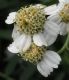 image of Achillea ptarmica