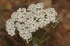 image of Achillea 