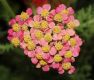 image of Achillea millefolium