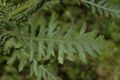 image of Achillea filipendulina