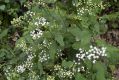 image of Ageratina altissima