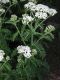 image of Achillea millefolium