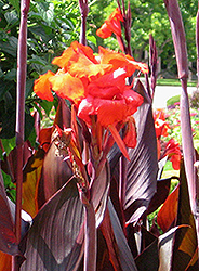 Red King Humbert Canna (Canna 'Red King Humbert') at Creekside Home & Garden