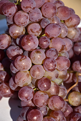 Vanessa Grape (Vitis 'Vanessa') at Marlin Orchards & Garden Centre