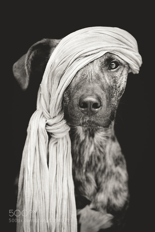 Dog photography - Photograph Pirate of the Baltic Sea by Elke Vogelsang on 500px