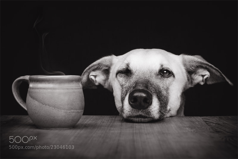 Dog photography - Photograph Need a coffee? by Elke Vogelsang on 500px