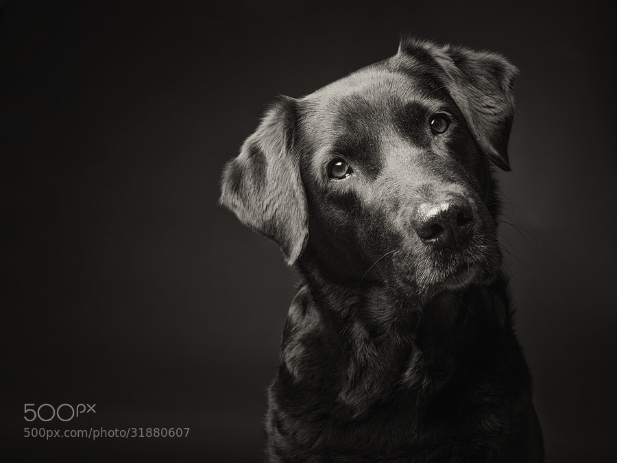 Dog photography - Photograph Black labrador by Elke Vogelsang on 500px