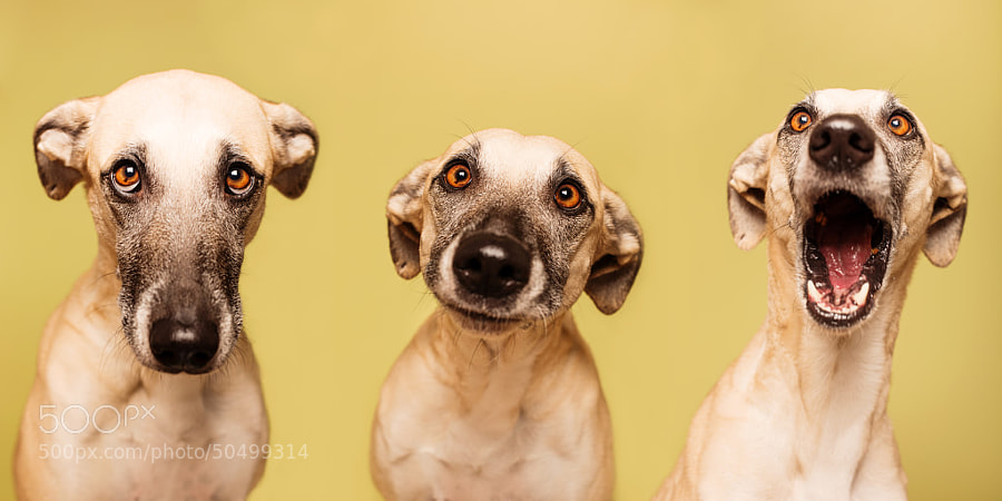 Dog photography - Photograph Happy Halloween by Elke Vogelsang on 500px