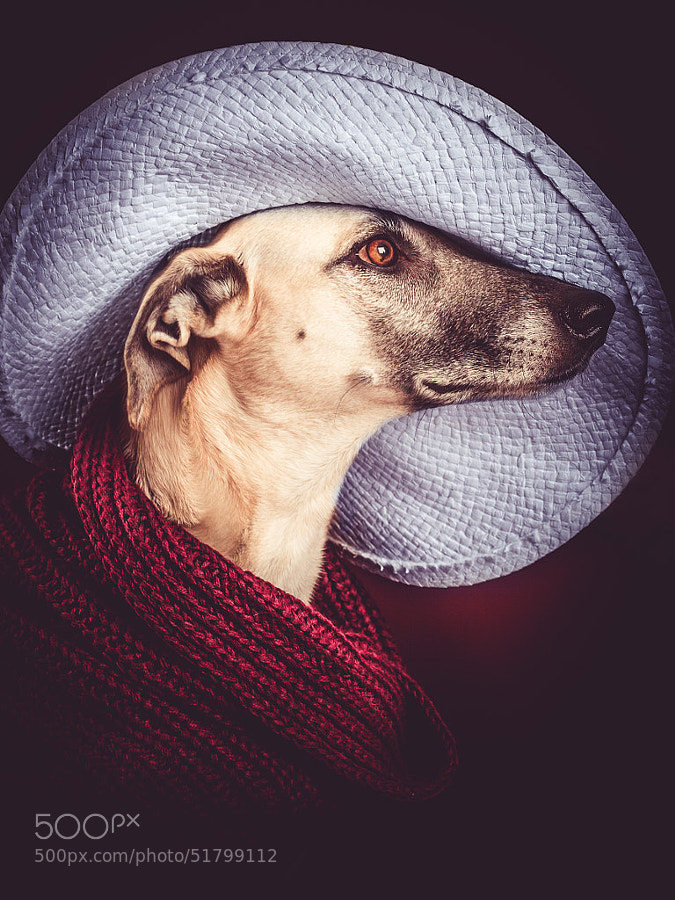 Dog photography - Photograph Artist by Elke Vogelsang on 500px