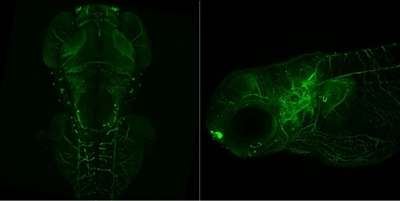 Confocal Fluorescence Microscope Image