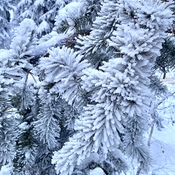 Hoar Frost