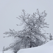 Hoar Frost