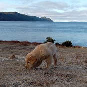 Odie at North East Cove, Fortune Bay, St. Bernard's Jacques Fontaine, NL