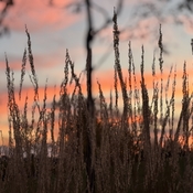 Sunset behind the wheats