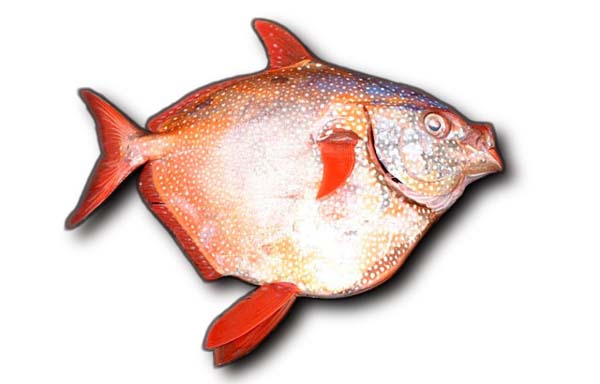 Солнечная рыба (opah) фото