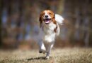 Kooikerhondje Complete Dog Breed Profile