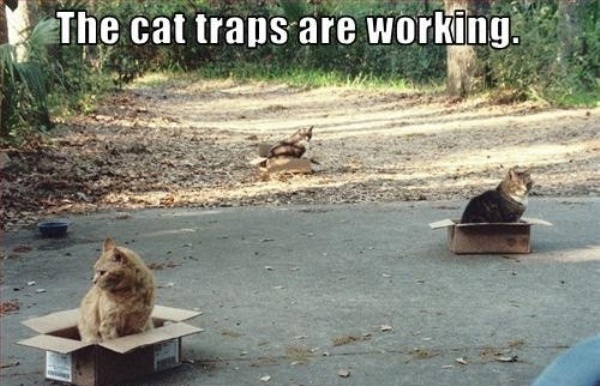 Cat Traps