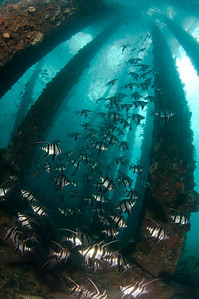 pier diving in adelaide