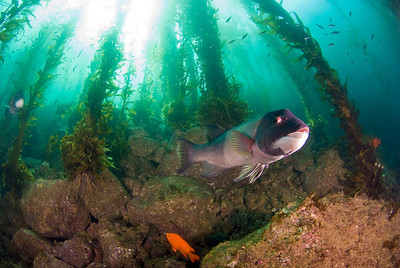 california kelp forest and sheephead