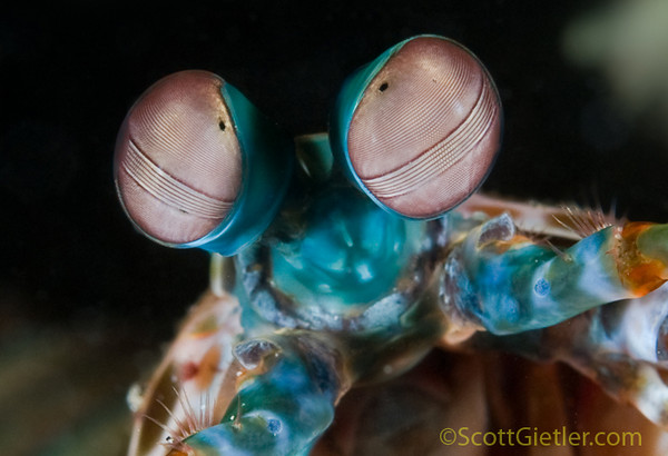 mantis shrimp, bali