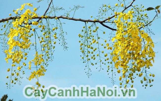 Hình ảnh cây Hoàng hậu