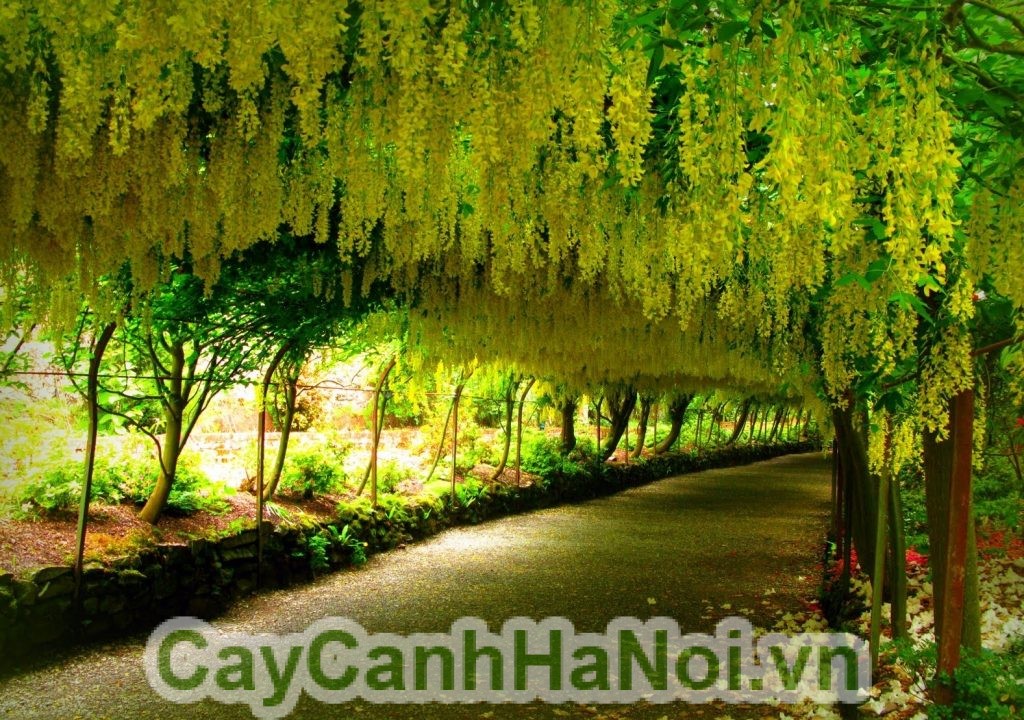 Hình ảnh cây Hoàng hậu