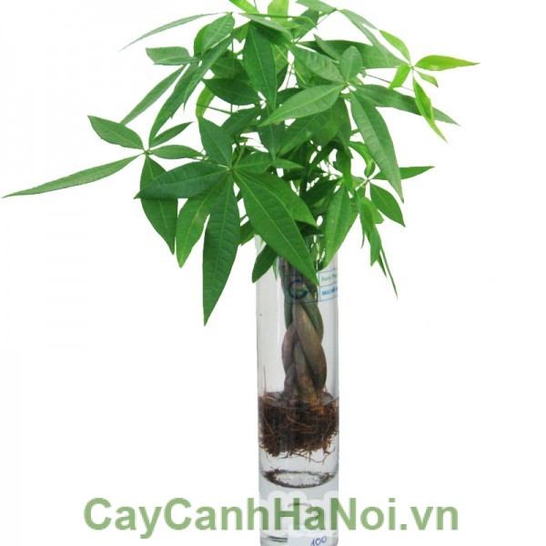 Hình ảnh cây kim ngân thủy sinh