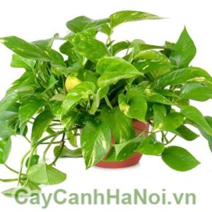 Hình ảnh cây trầu bà treo