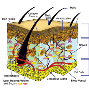 hair shaft #10