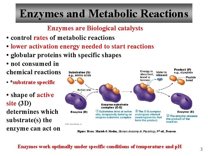 Enzymes and Metabolic Reactions Enzymes are Biological catalysts • control rates of metabolic reactions